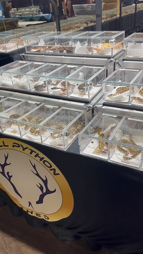 @ballpythonshed is a must see at NARBC! #NARBC #NARBCSTL #NARBC2023 #reptileexpo #reptileshow #exoticanimalshow #exoticanimalexpo #reptilebreedersconference #tradeshow | NARBC: North American Reptile Breeders Conference | Facebook