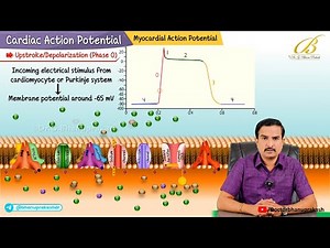 Action potential of Cardiac Muscle and Pacemaker cells : CVS Physiology USMLE / Dr G Bhanu Prakash