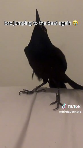 Birds Dancing to the Beat: A Fun Compilation