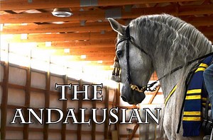 38K views · 309 reactions | Discover the breed that has been used in over 140 different movies including Lord of the Rings and Wonder Woman! | Discoverthehorse | Facebook