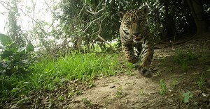 Jaguar population increases after wildfire and drought, indicating area’s role as climate refuge | Newsroom