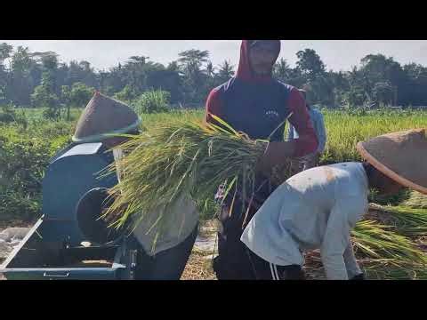 FROM STRAW TO GRAIN: INCREDIBLE RICE THRESHING PROCESS WITH MODERN TECHNOLOGY - Agriculture Farming