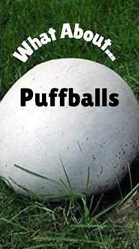 Puffballs 🌿 foraging #garden #wild #edibles