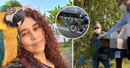 Lupita, la famosa guacamaya gregaria que acompañaba a entrenar a ciclistas en Calarcá, está en poder de las autoridades ambientales del Quindío