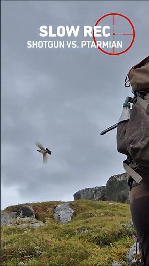 Shotgun vs Ptarmigan – Clean Hit in Arctic Bird Hunt
