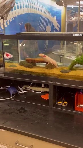 Our axolotl, Red, is here for Taylor's Red Kingdom era. | Saint Louis Science Center