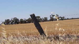 Long grass a potential fire hazard