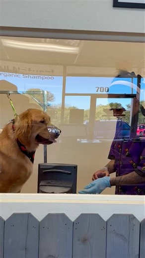 I love catching a video when they don’t know I’m recording. | All About Dogs