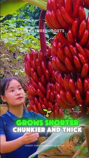 Wait… Red Bananas Are REAL?! 🍓 | Exotic Banana Fact