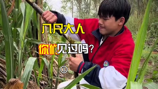 八尺大人，你们见过吗？