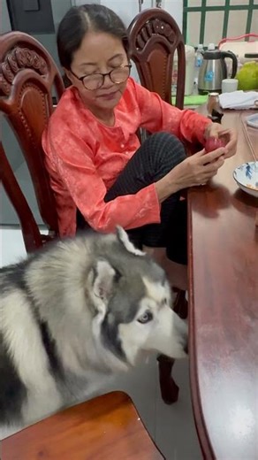 When there's food, they immediately order butter and sit down – A true food lover! 😆🐶 #husky #pet...