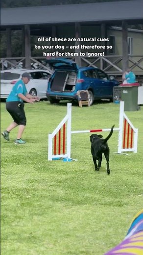 Your dog is always reading you - Grab our Summer Sale offer to find out how to use that!
