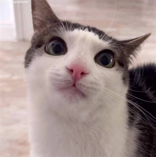 Crunchycat (@monkeycatluna) - Charming Cat Expressions in a Cozy Home Setting