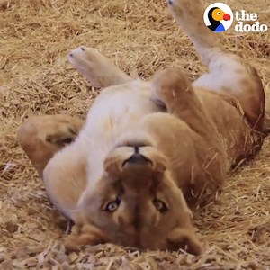 These animals were stuck living in an abandoned zoo next to a loud soccer stadium. But after 2 years of trying, their rescuers finally got them out of there 🐻🦁🐯 | The Dodo
