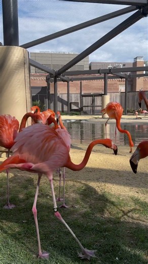 Flamingo Drama at the National Zoo