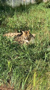 ⛓Lizzy & the Small Cat Crisis⛓ Lizzy’s heartbreaking rescue is a story we’ve seen far too often. She was found as an escaped former "pet". Although, Lizzy is now gone, she was able to live as close to wild as captivity would allow, surrounded by safety & respect. And that's how we'll remember her: safe, happy, and free-spritied. Thankfully, Lizzy was fortunate. She found her way to sanctuary, a fate so, so many "wild pets" aren't able to have. 🐾www.wildcatsanctuary.org/the-small-exotic-cat-cris