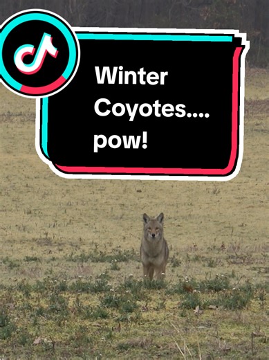 See this action and more on Season 4. Headline Outdoors or YouTube. @FOXPRO Game Calls @Warrior Tripods @dntoptics #deer #bobcat #coyotehunter #coyotehuntingsuppressed #predatorhunting #hunt #outdoor #diligentdefenseco #coyote