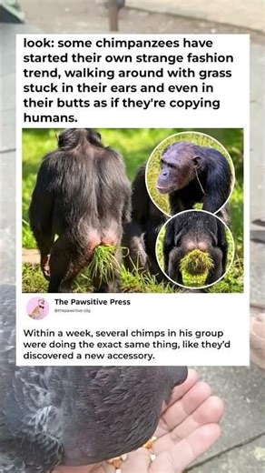 Chimpanzees are basically walking around their sanctuary wearing… grass. Like it’s jewelry.