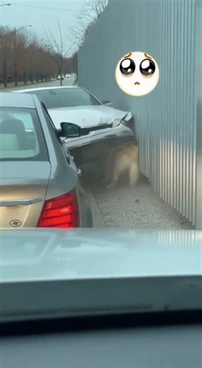 Reckless Driving, Life-Saving Gap: Dog's Near Miss☹🥺#dog #shorts #petlovers #petcare