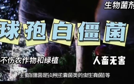 球孢白僵菌的特性与作用