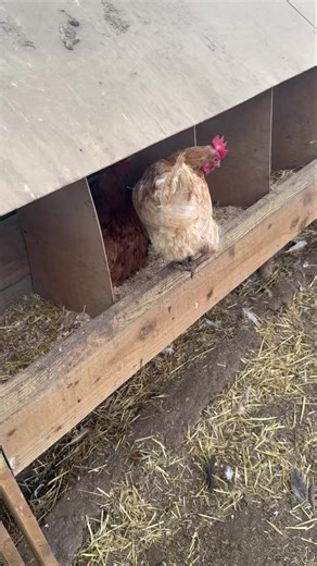 When we open | Bramblebee Farms