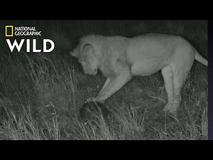 Lion ‘Plays Soccer’ with Pangolin In Rare Video | Nat Geo Wild