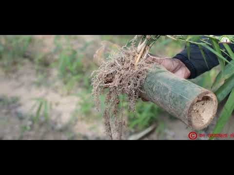Institute of Forest Productivity film on Bamboo Flowering