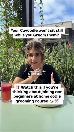 home grooming course for cavoodles