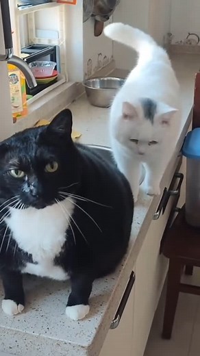 Cursed Cats | Massive cars • Credit: dsnilo.ambul on TikTok • Follow @meowcursed for more cursed cats videos 😸 • Follow: @meowcursed Follow: @meowcursed... | Instagram