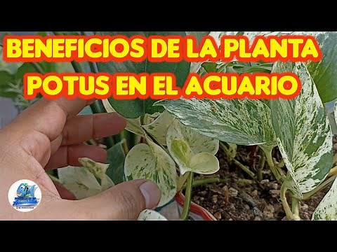 Planta Potus o Telefono en el Acuario (Epipremnum Aureum)