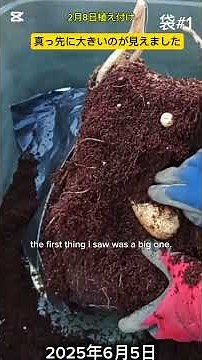 [Opening bag #1] #Calbee potato bag. Planted during the cold spell. #Harvest #Sandbag cultivation...