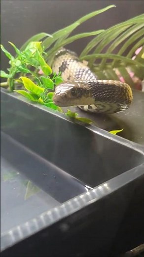 Do False Water Cobras Deserve to be Feared?
