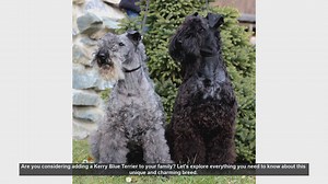 Kerry Blue Terrier: Everything You Need to Know!