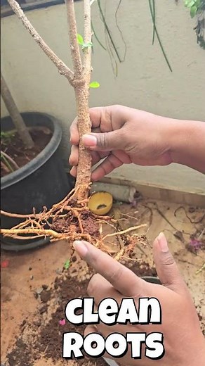 🌺 Hibiscus Plant Problems? Easy Remedies You Must Know | Plant Care Monday