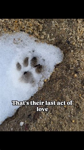 Jamie, Yoda, Lynx 🌈& Deez 🌈 | A cat often says quiet, subtle goodbyes as it nears their end of life. 🌈 Comment the name of a cat you love ❤️ #petloss #rainbowbridge... | Instagram