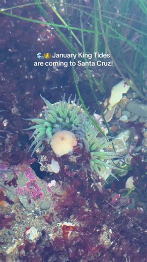 King Tides in Santa Cruz: Best Timing for Tide Pooling