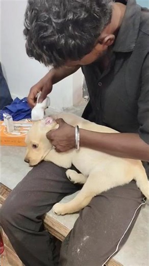 grooming puppy #labrador