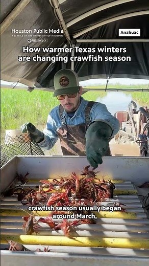 Warmer Texas winters drive better crawfish harvest, longer fishing season
