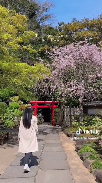 The Perfect Sakura Day Trip from Tokyo | Kamakura Cherry Blossoms
