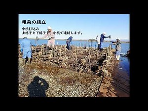 粗朶沈床施工順序（阿賀野川低水護岸工事資料）