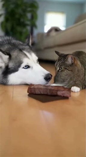 Husky and car wrestle for food