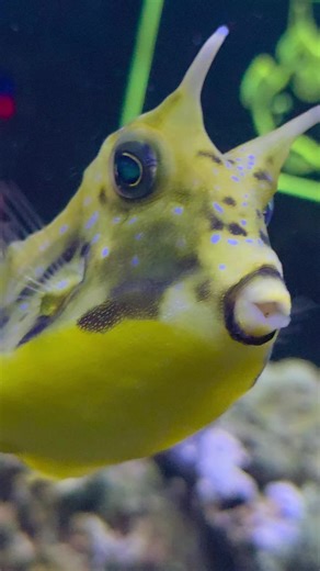 Nori Brings Joy to Cowfish: A Pet's Happy Impact