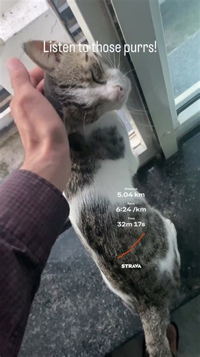 Easy run & amazing purrs! #cats #running