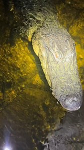 Searching the Florida Everglades for a 20 foot Burmese python! - Part 4 #fyp #foryou #foryoupage #everglades #wild #wildlife #explore #yoink #snake #python #forest #professional #conservation #gecko #lizard #a | Deanna Russel