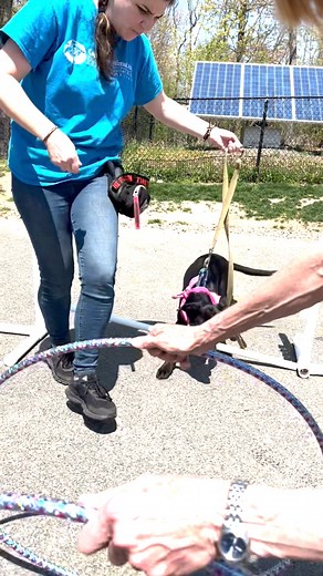 Move over, Mario! Simon, Sandy, Sevie, and Shane are here to show you how it's done! 🏎 Check these speed racers out on our website! | Cape Ann Animal Aid