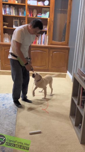 Day 7 of one session per day except for two days. Combination of force fetch & motivational shaping techniques #yellowlab #yellowlabrador #labradorretriever #dogtraining #dogobedience #huntingdog #workingdog | W.a. Garrido