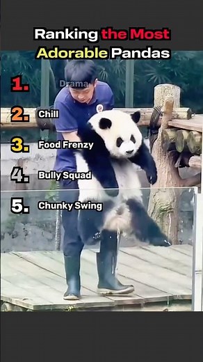Ranking the Most Adorable Pandas #funny #panda