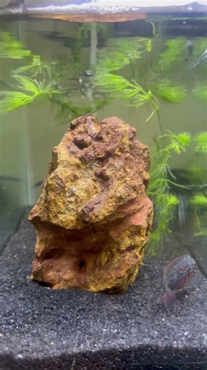 #shorts #aquarium #fishtank #fishfeeding #monsterfish #fishlover #aquariumhobby #viralshorts #foryou