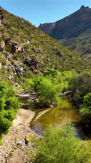 Spring in Tucson