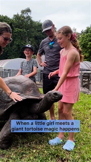 When a little girl meets a giant tourist magic happens. Meet Cecil our giant Aldabra Tortoise who's grown from Hatchling to gentle giant standing nearly 4 feet tall in this heartwarming video watch a little girls priceless reaction as she realizes just how big he really is. she is surrounded by her family as they all spend time petting rubbing and loving this incredible animal. Cecil absolutely sucks up the attention. He loves the people And is happiest when friends are nearby if you're ever won